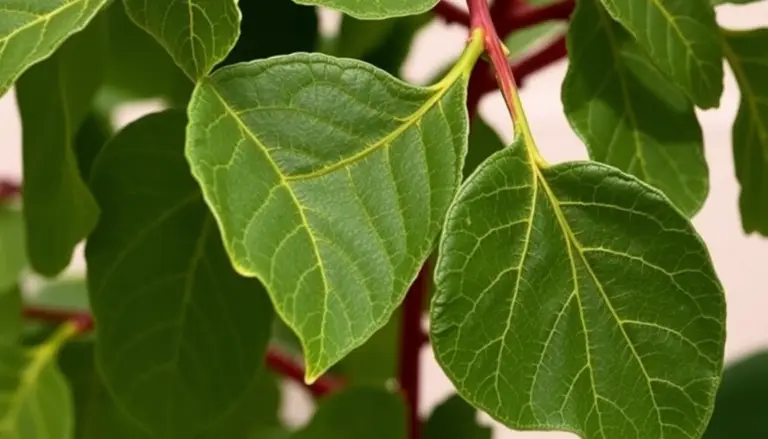 where fig leaves first came into fashion